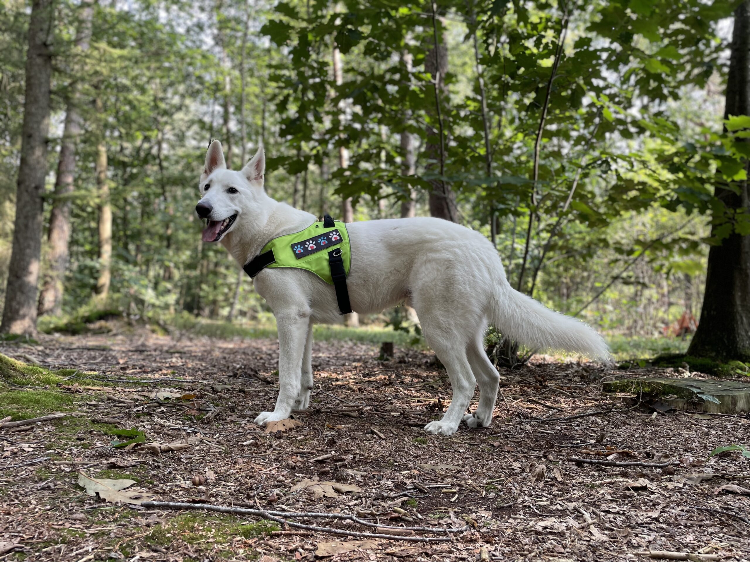 Mijn hondentuig start limoen